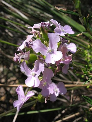 Stylidium affine